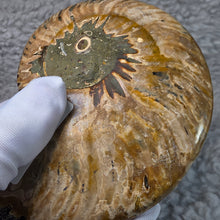 Load image into Gallery viewer, Ammonite with Ammolite Inlay Display – Wealth, Protection &amp; Energy Flow
