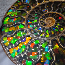 Load image into Gallery viewer, Ammonite with Ammolite Inlay Display – Wealth, Protection &amp; Energy Flow
