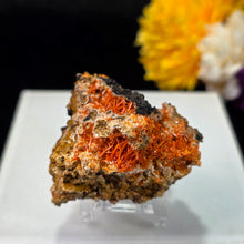 Load image into Gallery viewer, Crocoite Mineral Specimen Display – Dundas, Tasmania, Australia | 红铅矿天然矿物标本摆件
