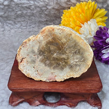 Load image into Gallery viewer, Petrified Wood Display (Madagascar) – 马达加斯加木化石摆件
