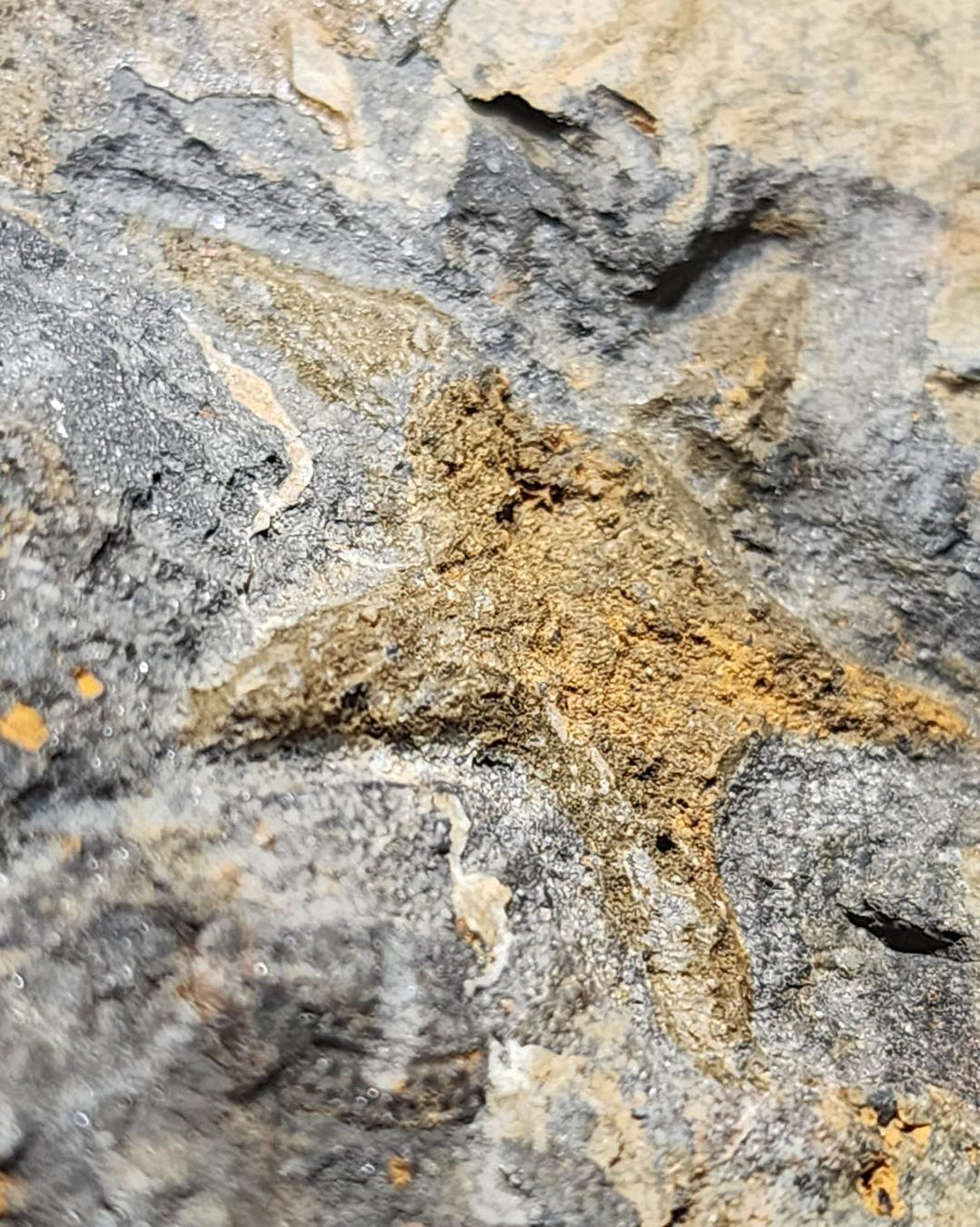 Starfish Fossil