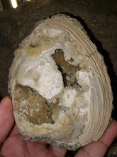 Load image into Gallery viewer, Yellow Calcite in Fossil Clam (Mercenaria permagna), Rucks&#39; Pit, near Fort drum, Okeechobee County, Florida
